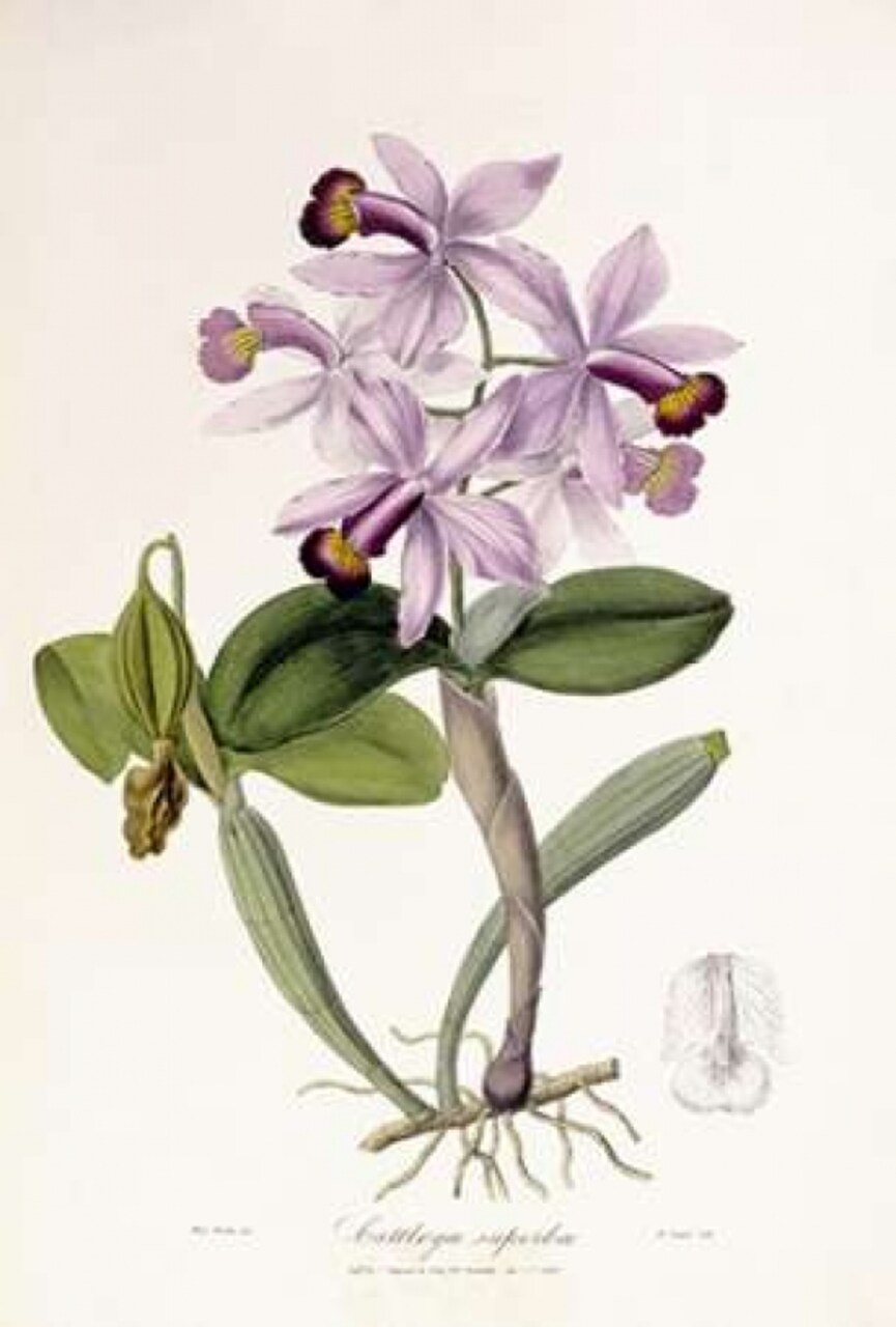 Cattleya Superba Orchid Poster Print by John Lindley - Item # VARPDX268249